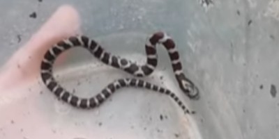 Athens-Clarke snake
